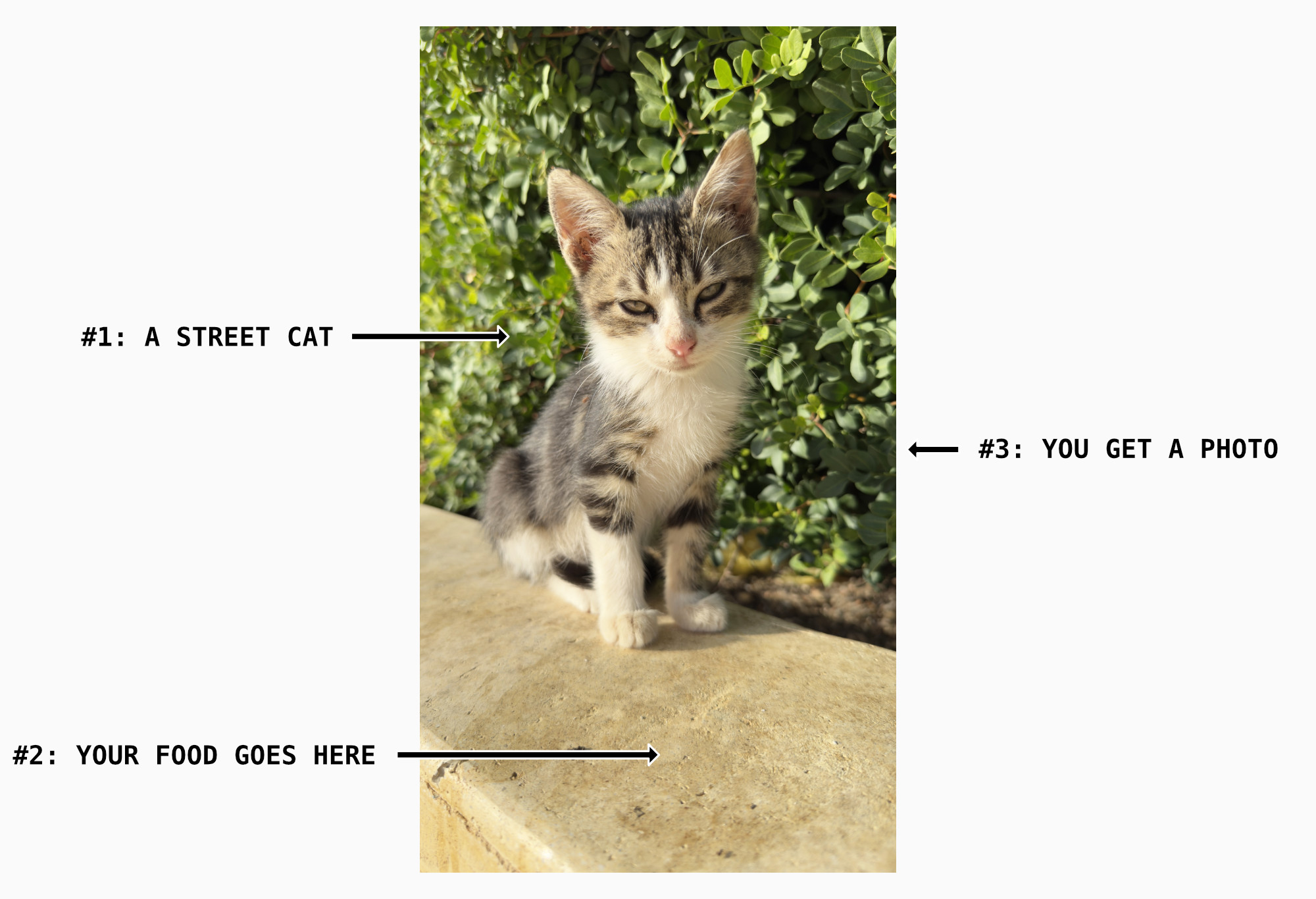 A street cat in Cyprus being photographed